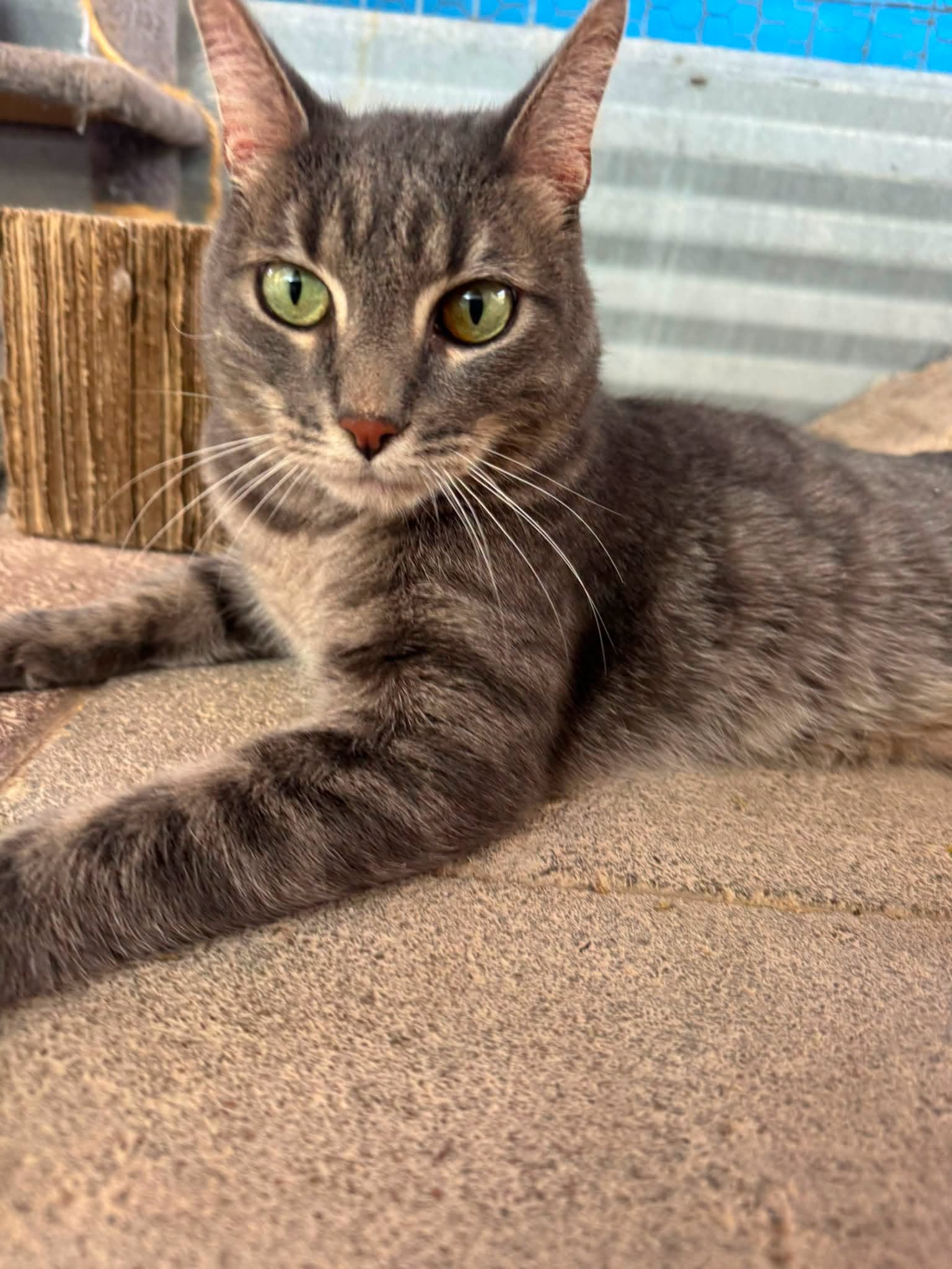 Bobby - Domestic Short Hair