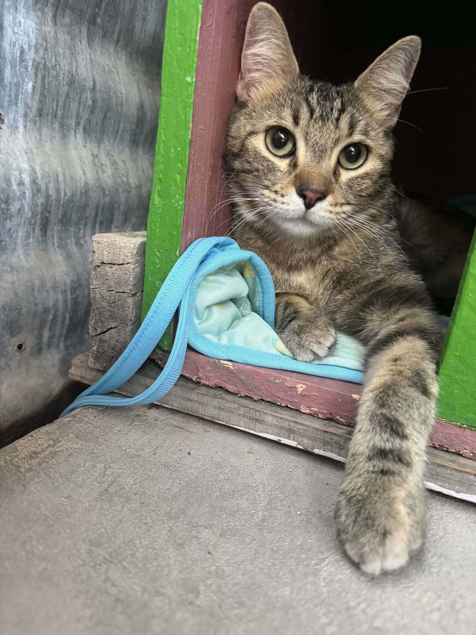 Sugar - Domestic Short Hair