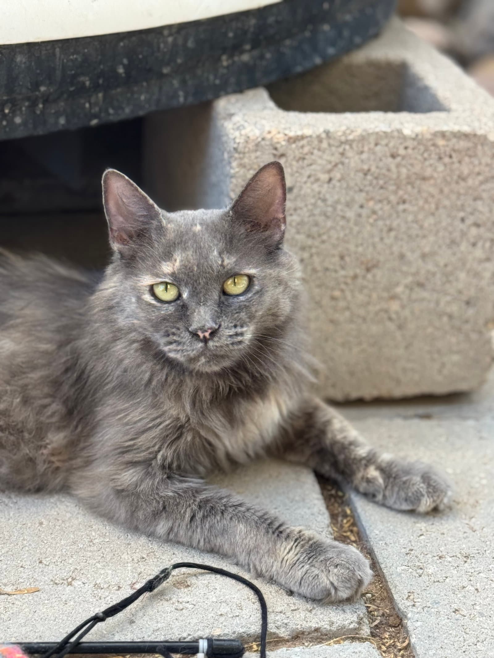 Nori - Domestic Medium Hair