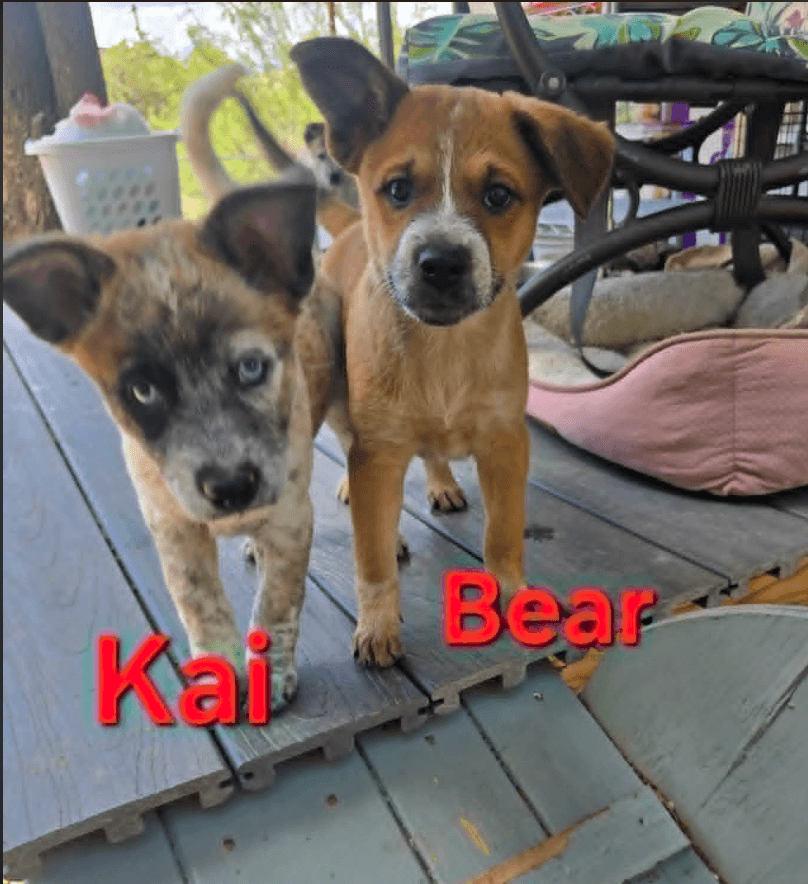 Kai Bear Ouisie Bruno Chip Buddy - Australian Shepherd
