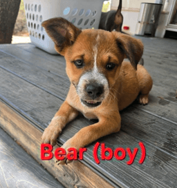 Kai Bear Ouisie Bruno Chip Buddy image 2