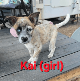 Kai Bear Ouisie Bruno Chip Buddy image 3