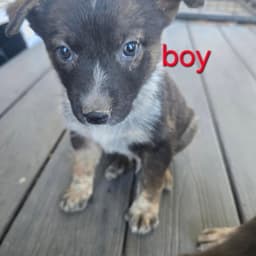 Kai Bear Ouisie Bruno Chip Buddy image 4