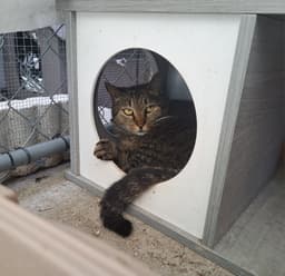 Whiskers image 2