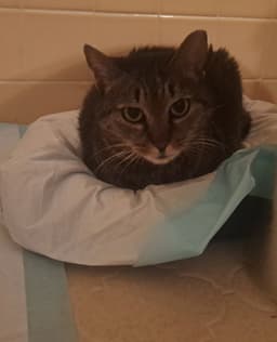 Whiskers image 1