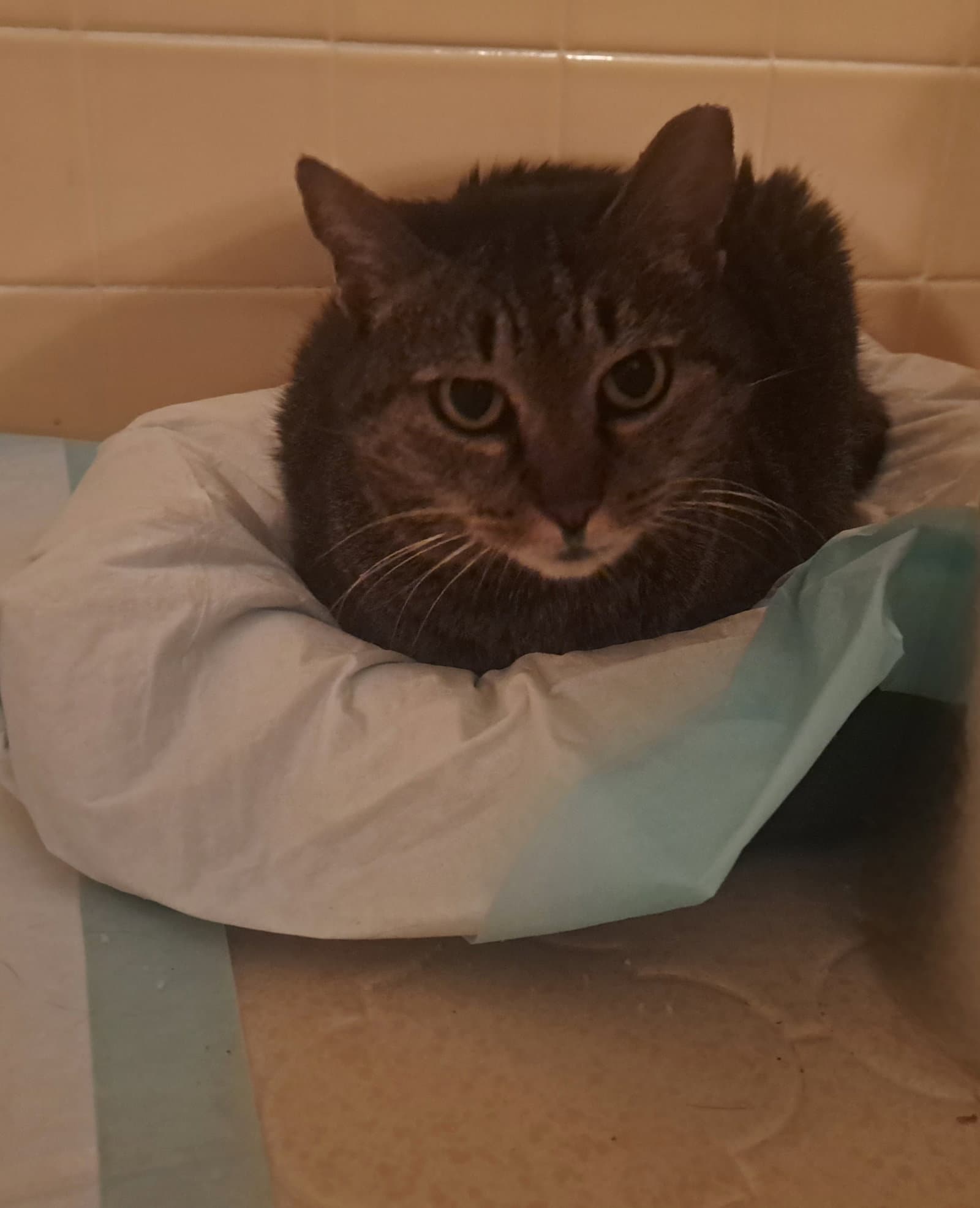 Whiskers - Domestic Short Hair