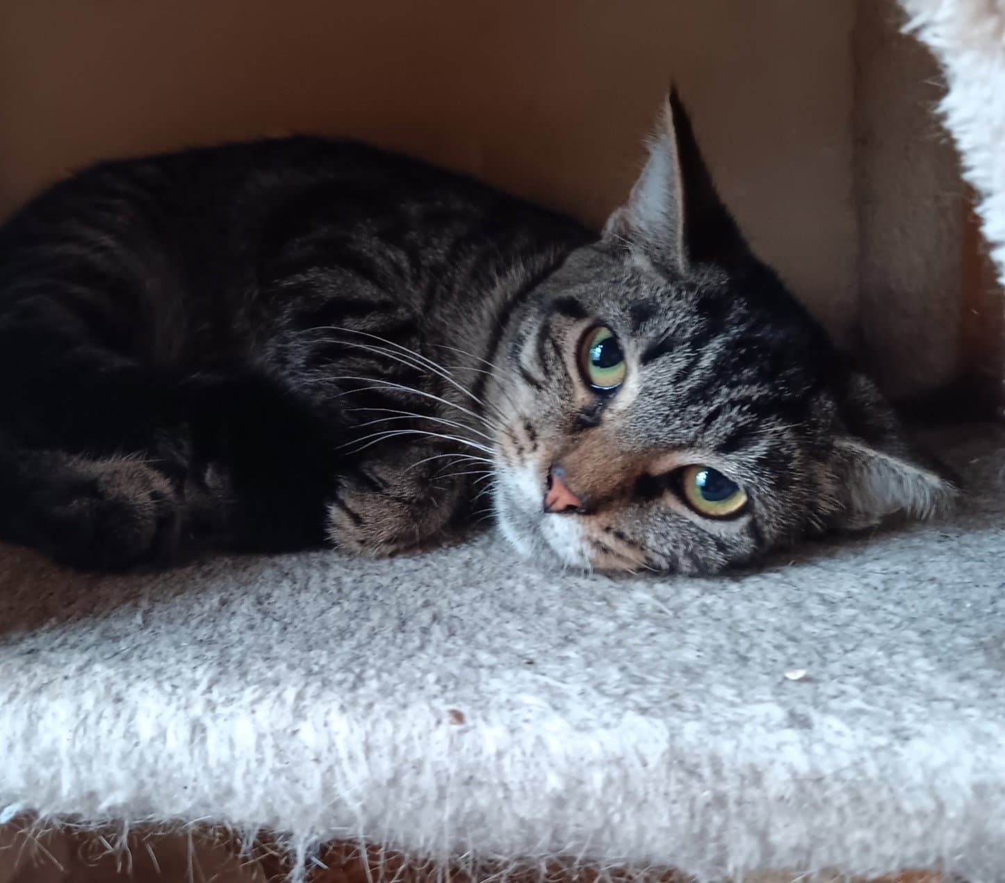 Sabrina - Domestic Short Hair