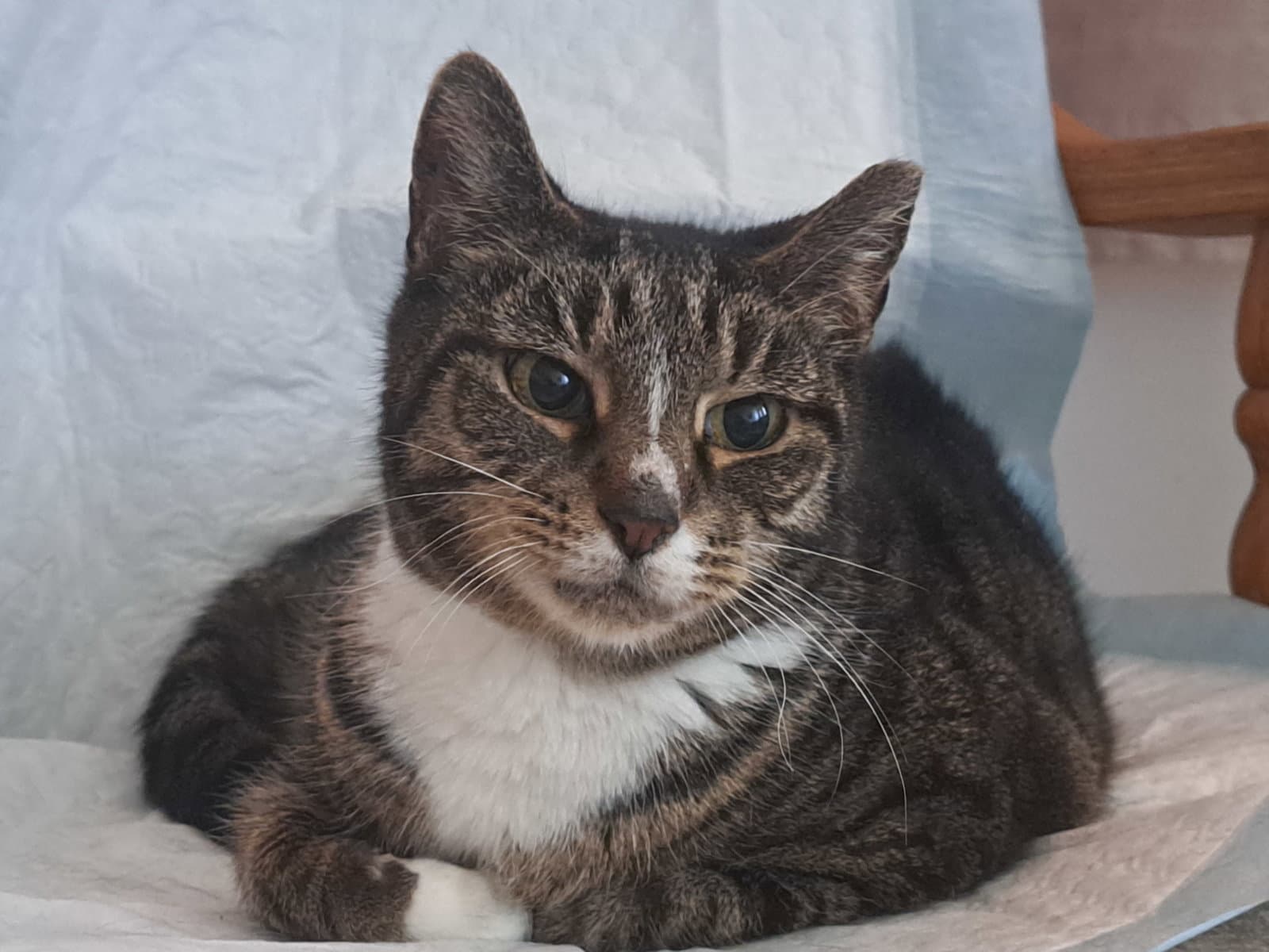 Rive - Domestic Short Hair