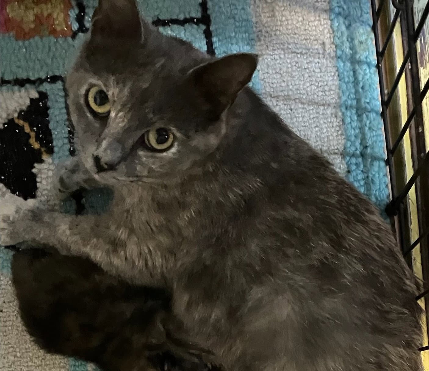 Bela - Domestic Short Hair