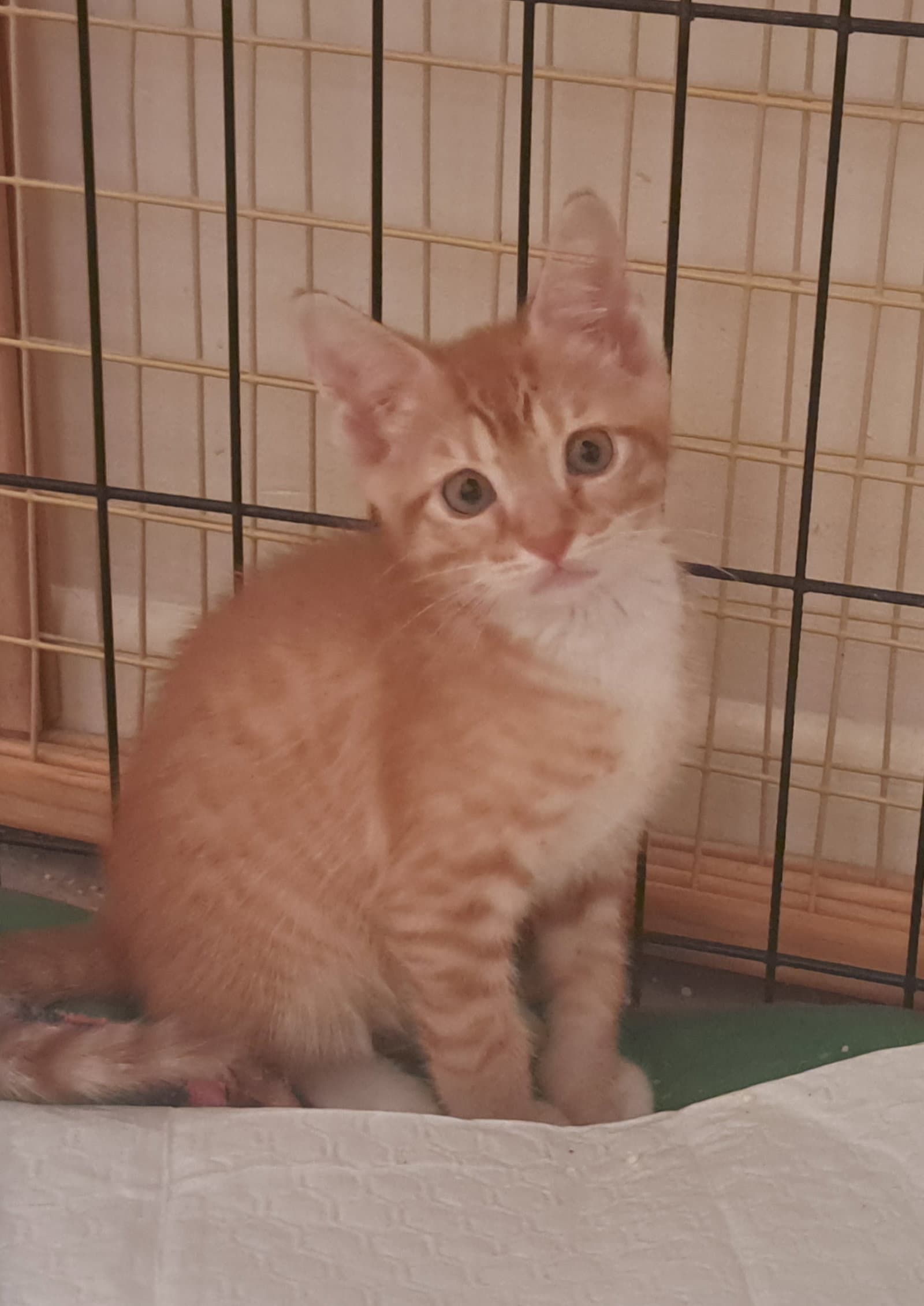 Kae - Domestic Short Hair