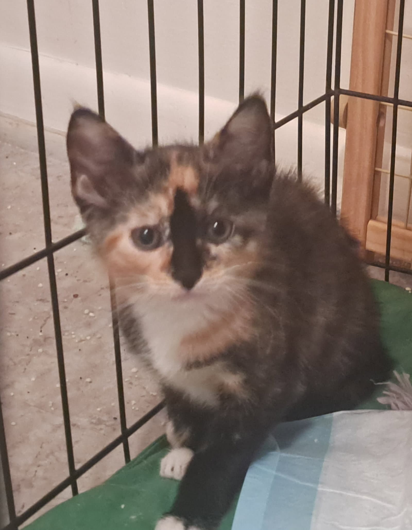 Lupina - Domestic Short Hair