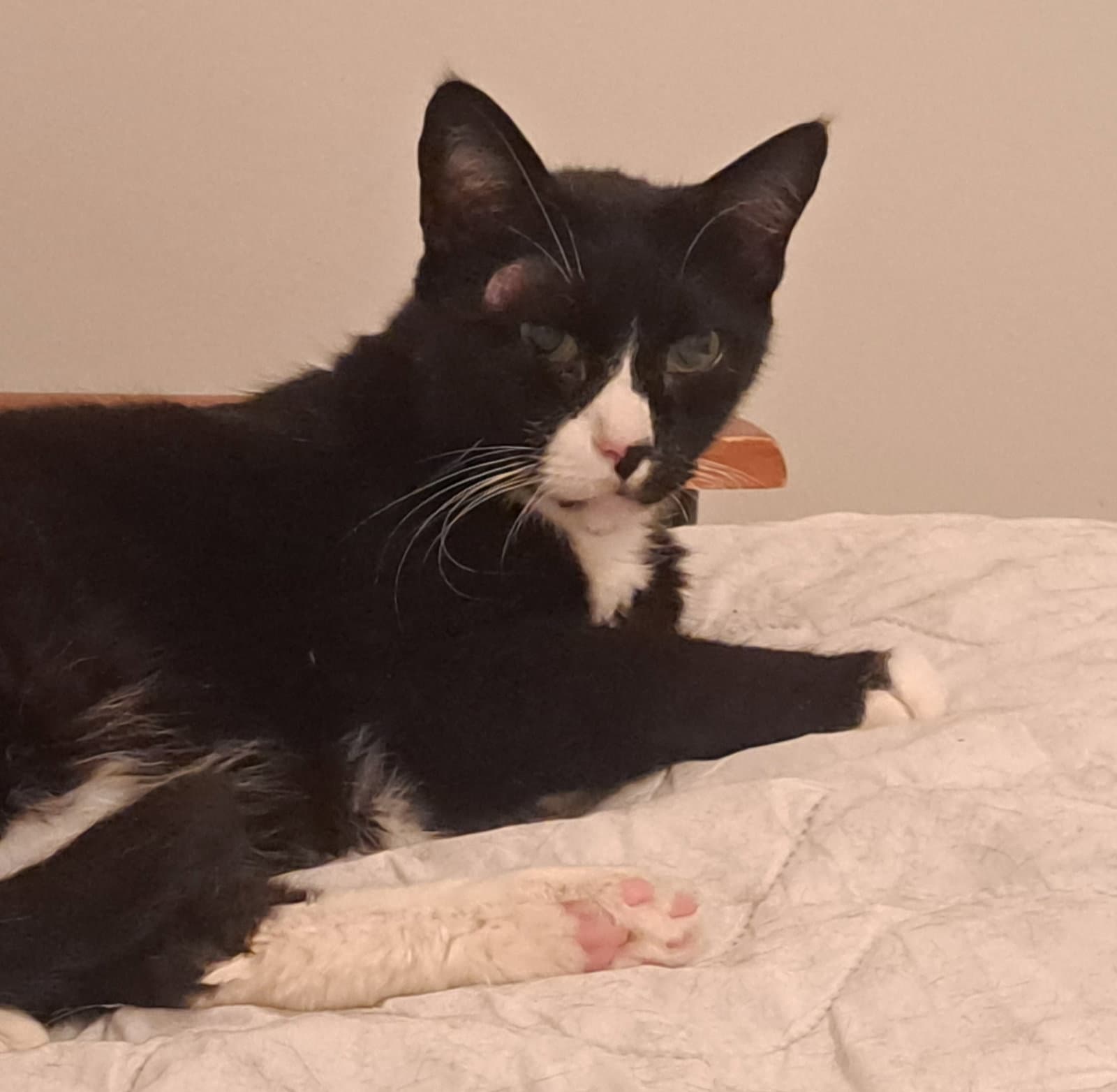 Mr Personality - Domestic Short Hair