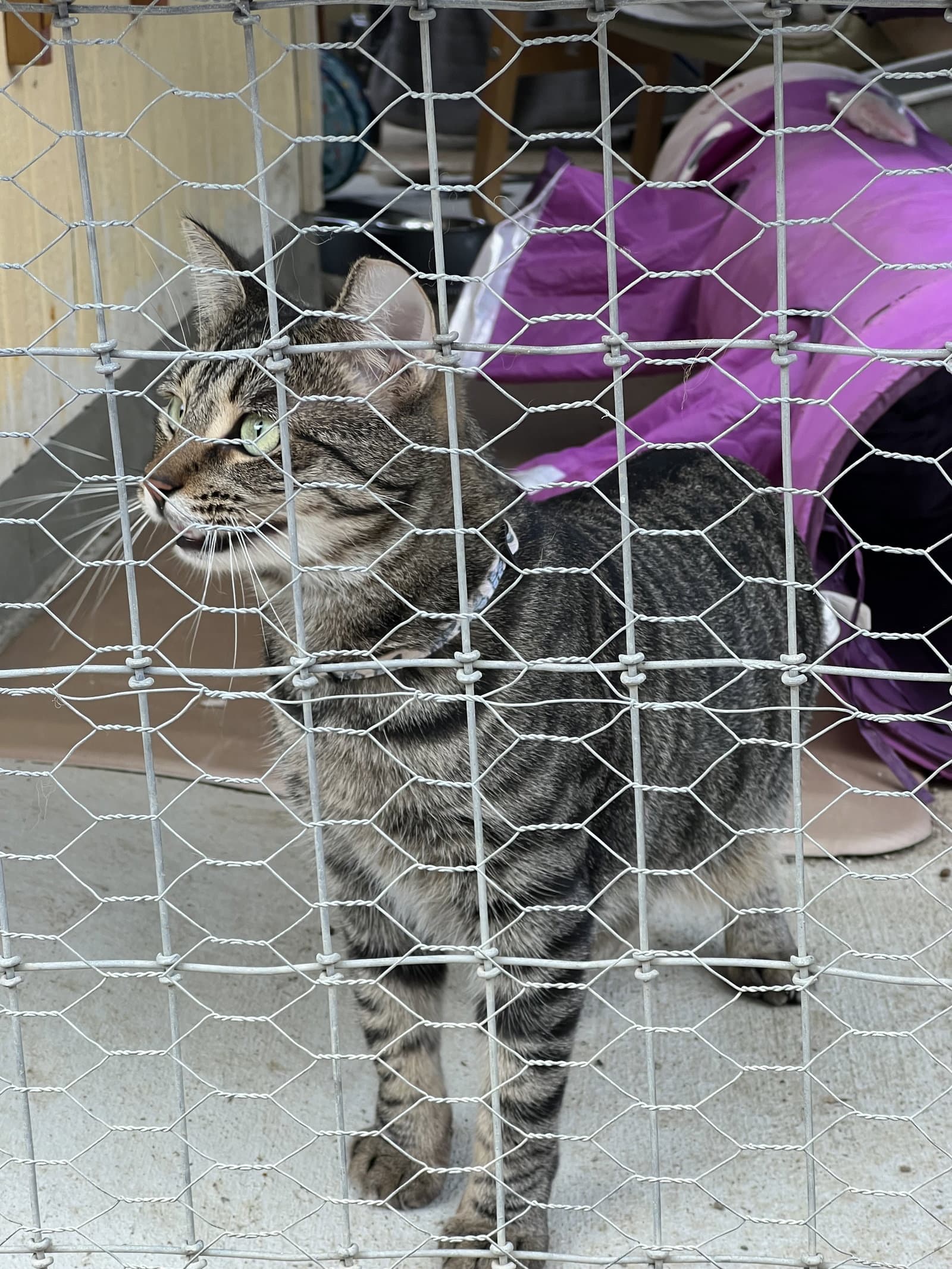 Sally - Domestic Short Hair