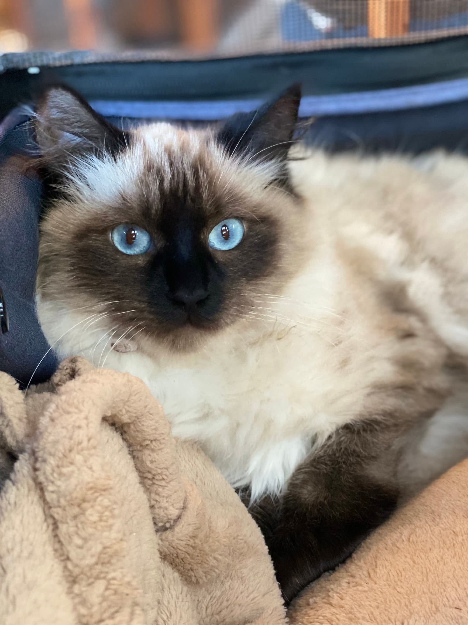 Mochi - Ragdoll