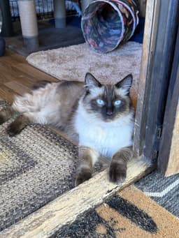 Mochi image 2