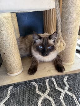 Mochi image 3