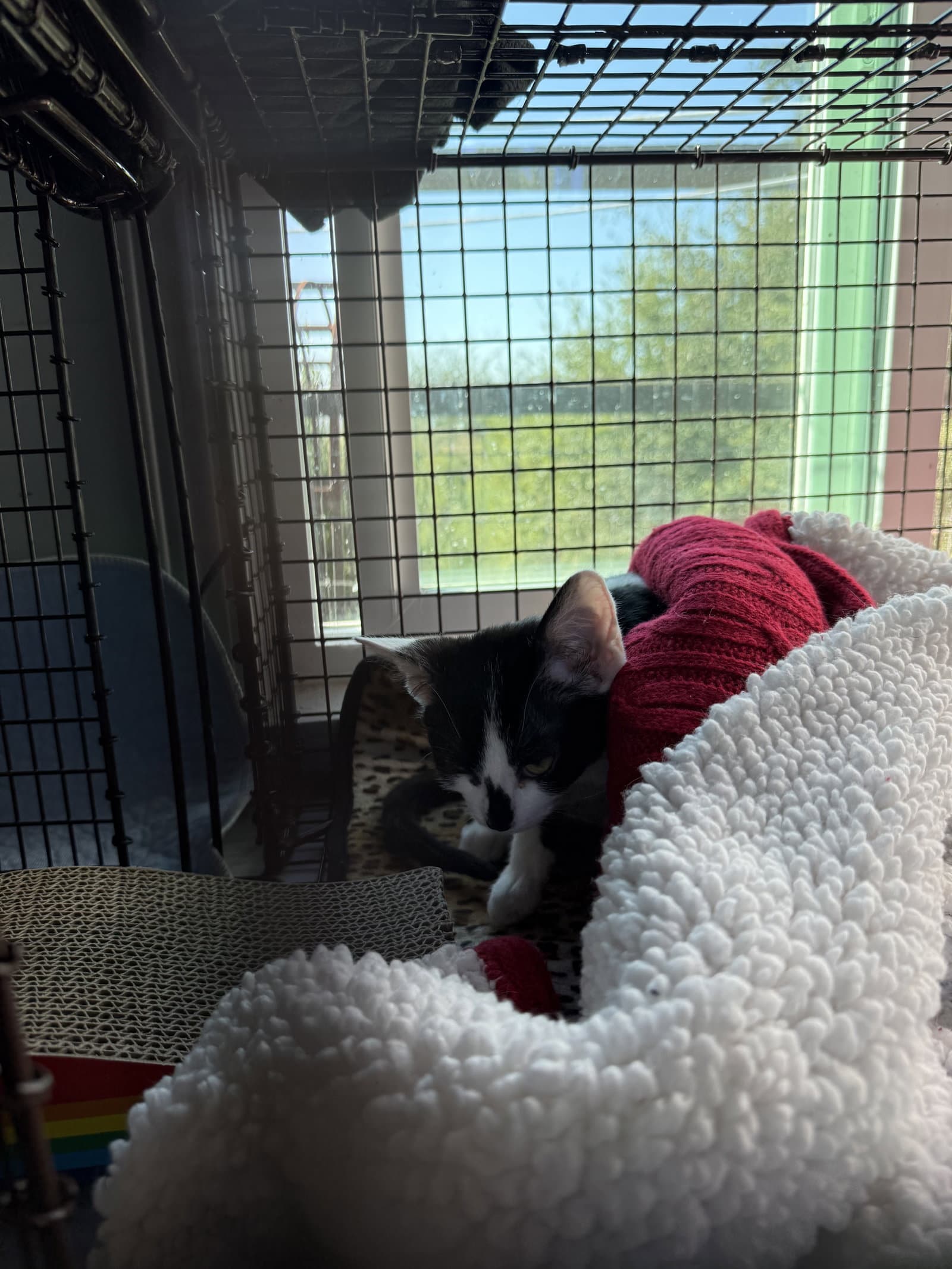 Sunny - Domestic Short Hair