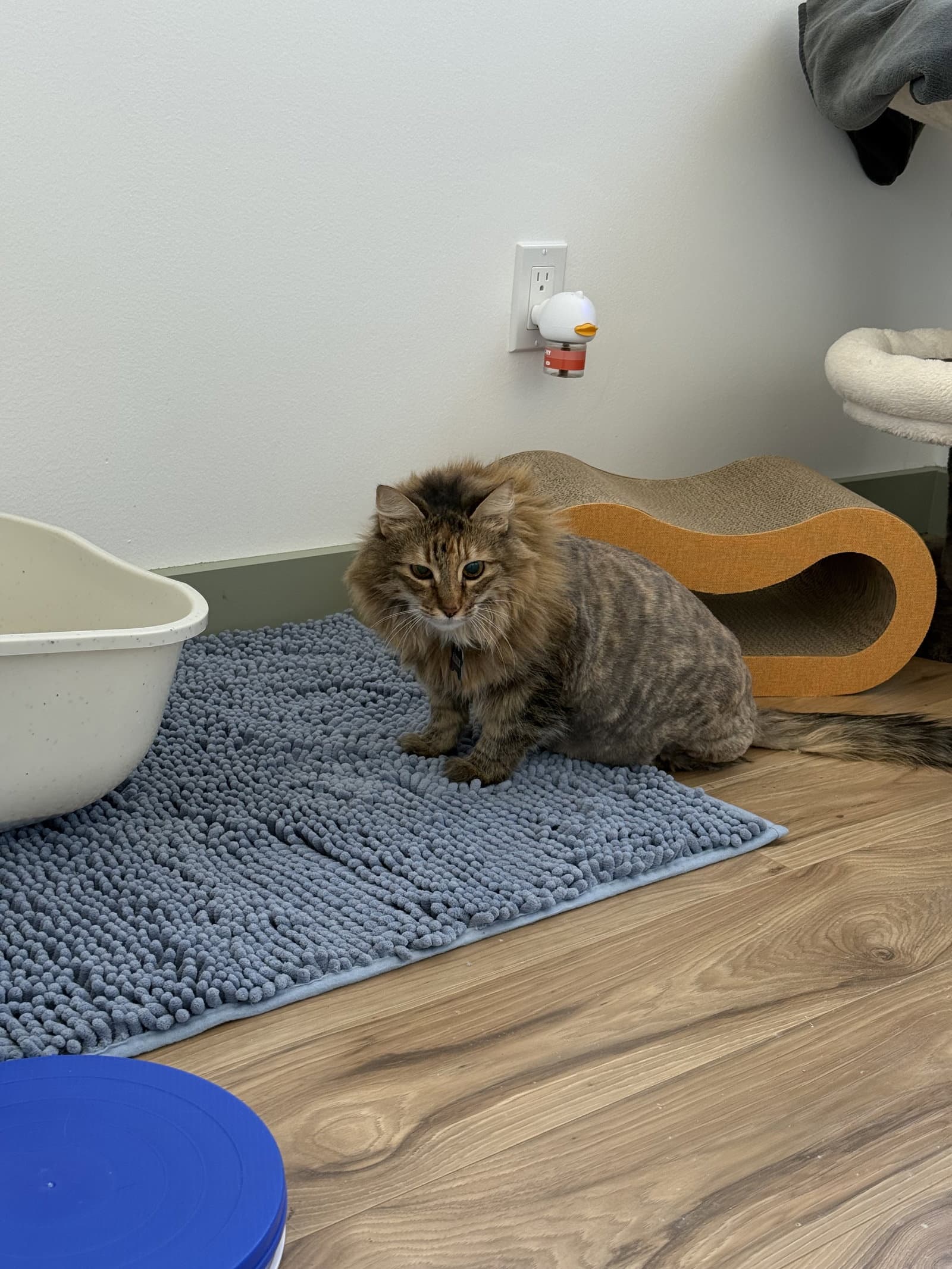 Sadie - Tortoiseshell