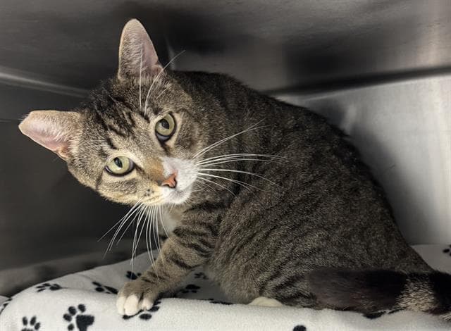 Milo - Domestic Short Hair