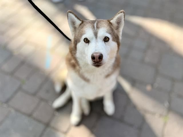 Pepper Anne - Siberian Husky