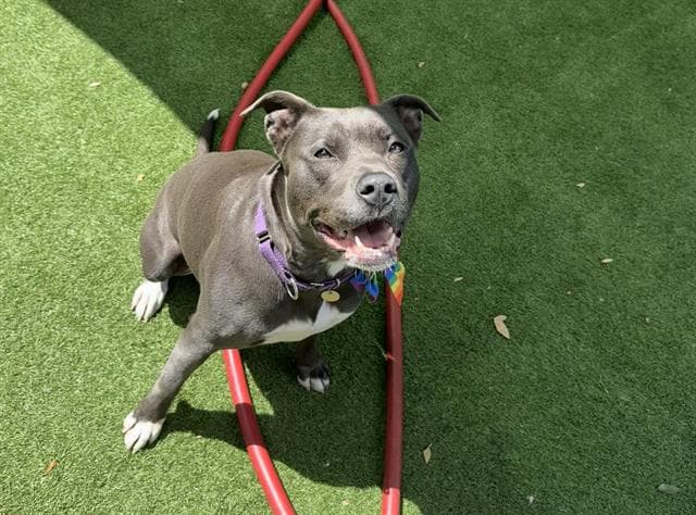 Penny - Pit Bull Terrier