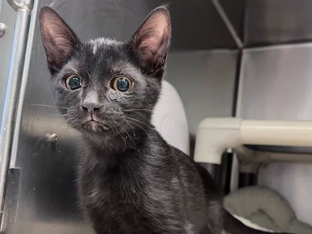 Zuko - Domestic Short Hair