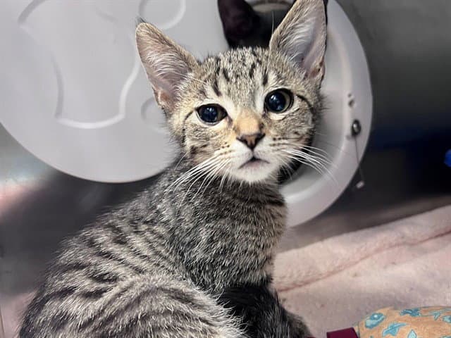 Aang - Domestic Short Hair