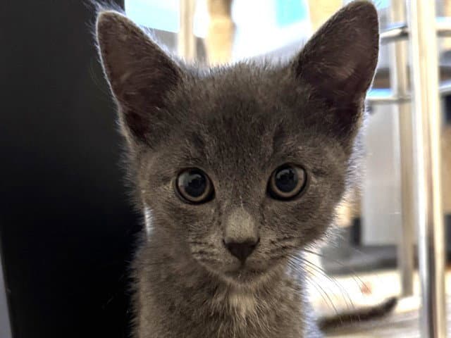 Dusty - Domestic Short Hair