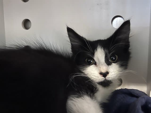 Jacob - Domestic Short Hair