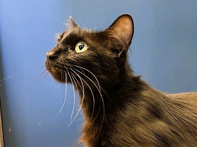Melissa - Domestic Short Hair