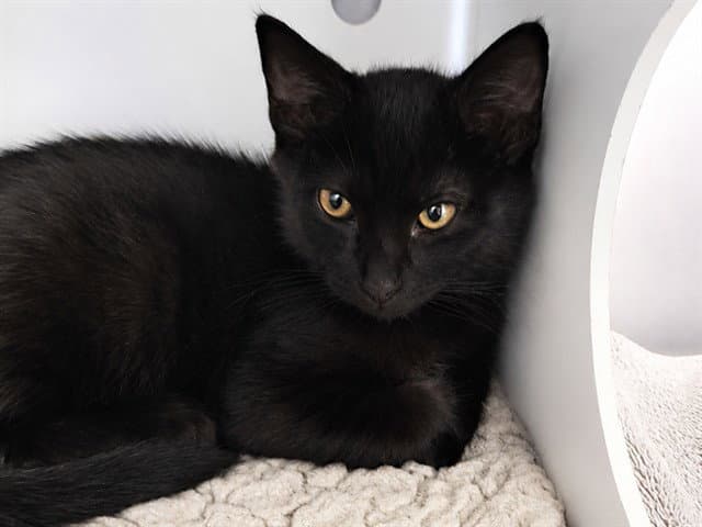 Sirius - Domestic Short Hair