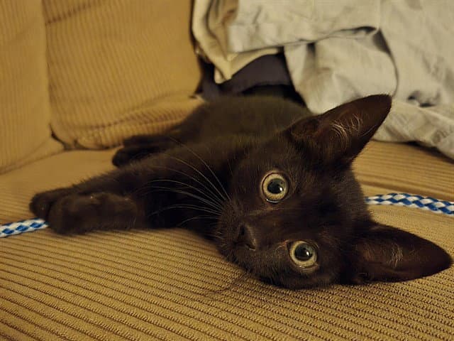 Pepito - Domestic Short Hair