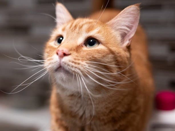 Winter - Domestic Short Hair