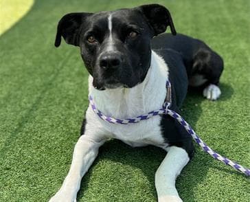 Zarrah - Pit Bull Terrier