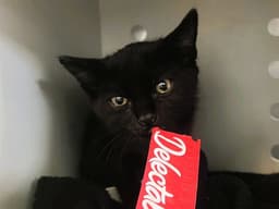 Salem image 1