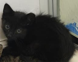 Binx image 1