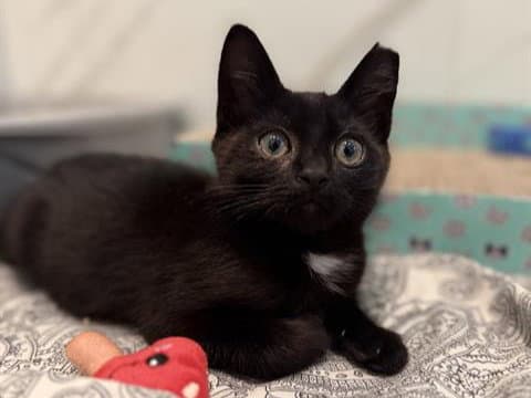 Binx - Domestic Short Hair