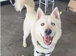 Cody image 1