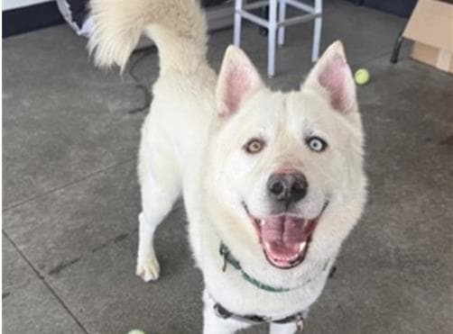 Cody - Siberian Husky