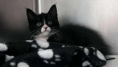 Meatball - Domestic Short Hair