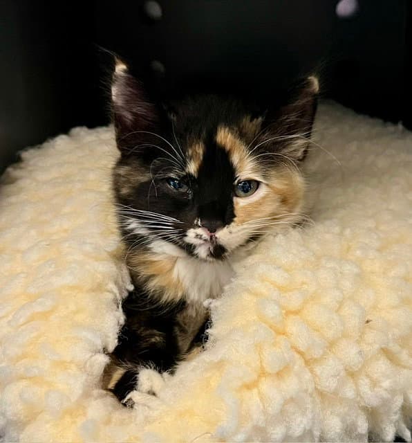 Spaghetti - Domestic Short Hair