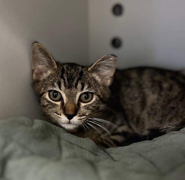 Stripes - Domestic Short Hair