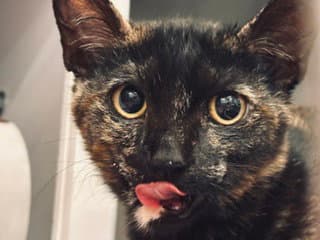 Poppy - Domestic Short Hair