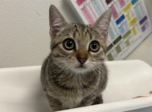 Goose - Domestic Short Hair