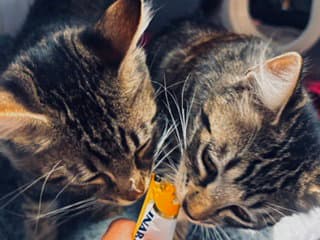 Crash - Domestic Short Hair