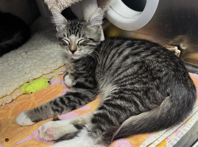 Crash - Domestic Short Hair