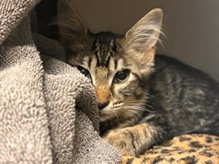 Peaches - Domestic Short Hair