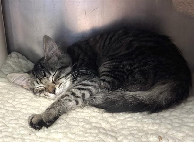 Peaches - Domestic Short Hair