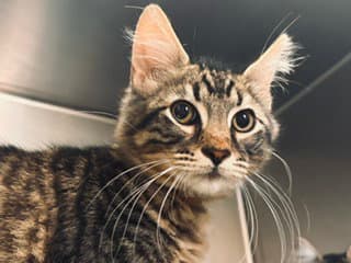 Eddie - Domestic Short Hair