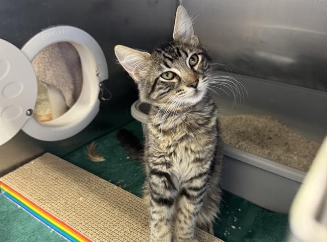 Eddie - Domestic Short Hair